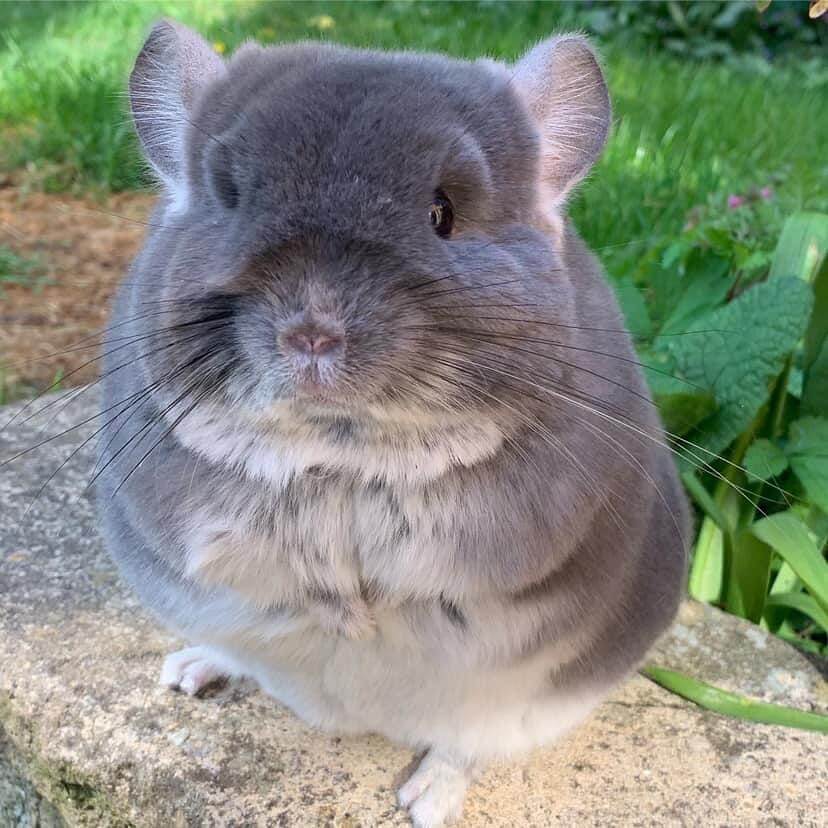 Chinchillas For Sale! 100% Healthy And 100% Trained!