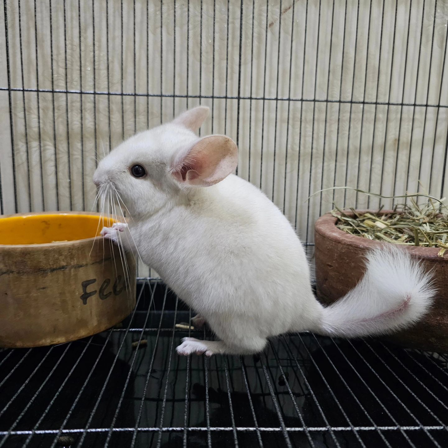 11 Izel female Chinchilla For Sale