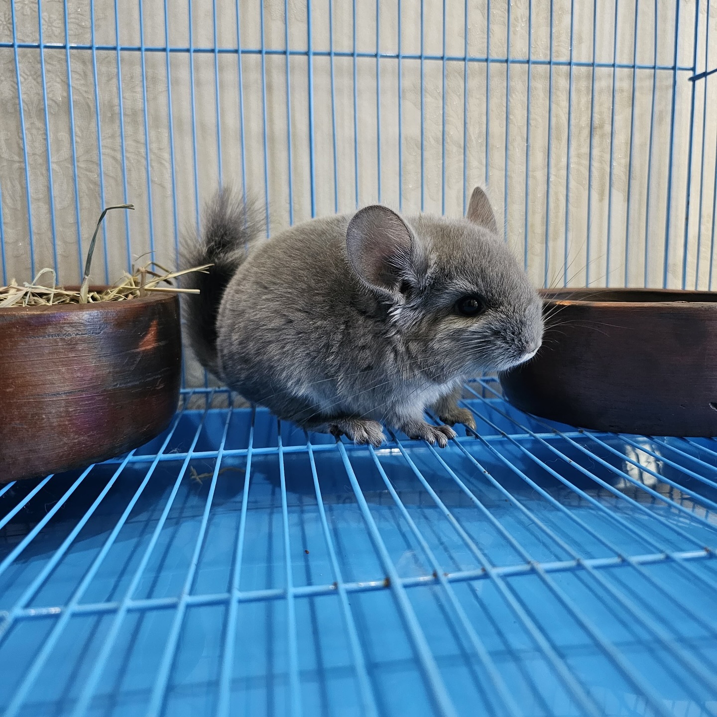 9 Carl male Chinchilla For Sale