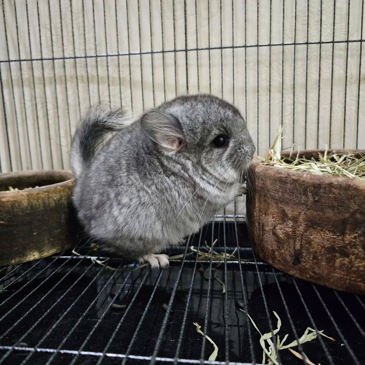 12 Jason male Chinchilla For Sale