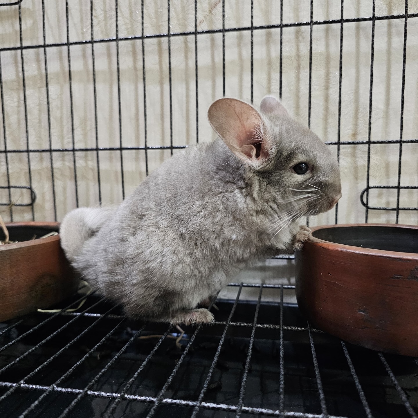 10 Inez female Chinchilla For Sale