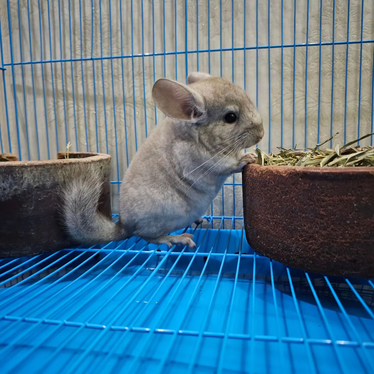 13 Millo male Chinchilla For Sale