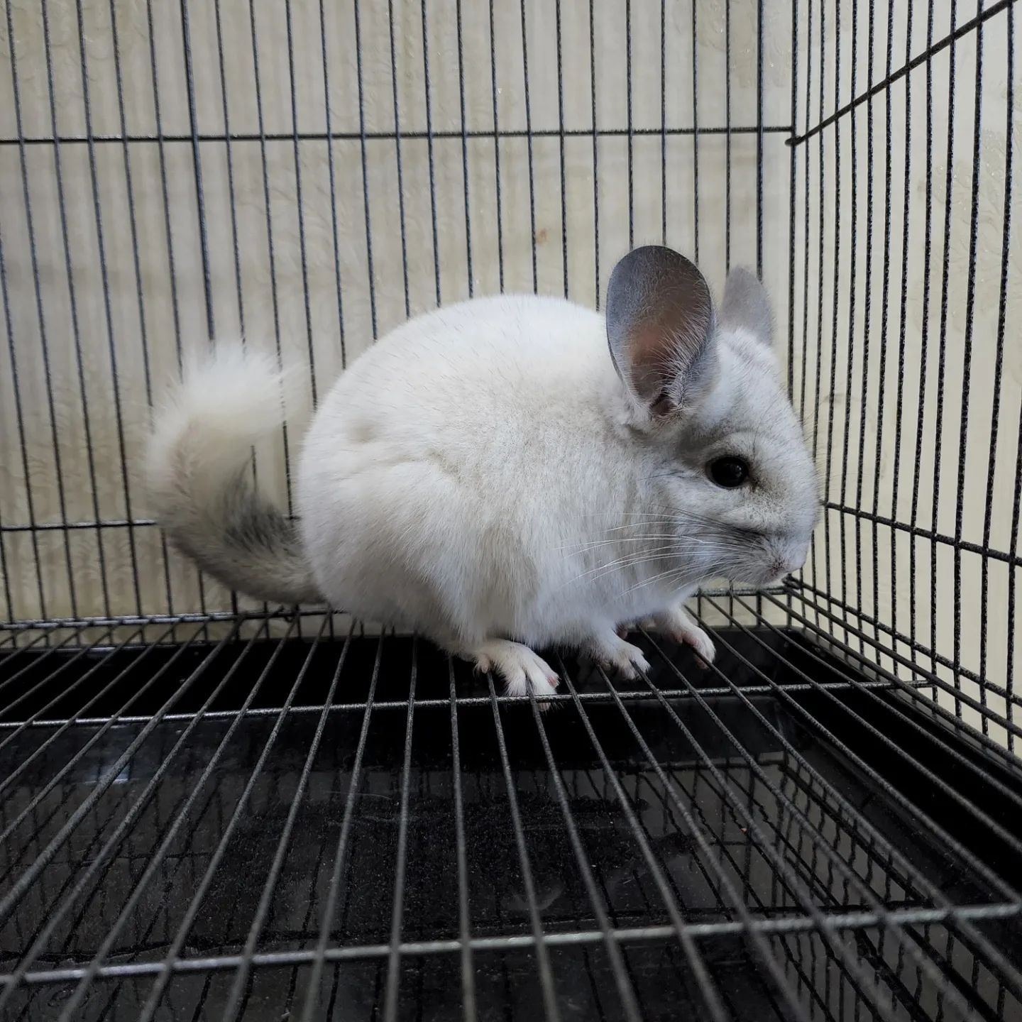 16 Rexy female Chinchilla For Sale