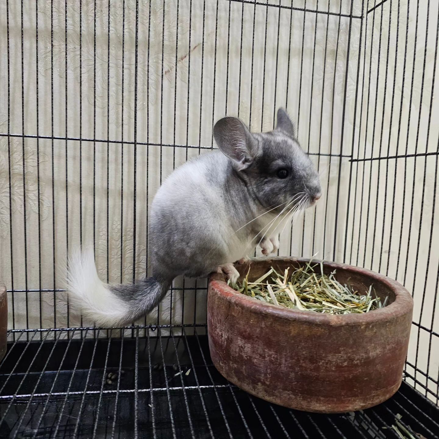 14 Pearl female Chinchilla For Sale