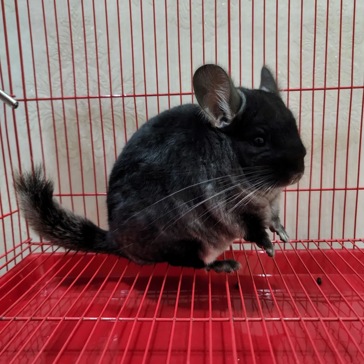 1 Romeo male Chinchilla For Sale