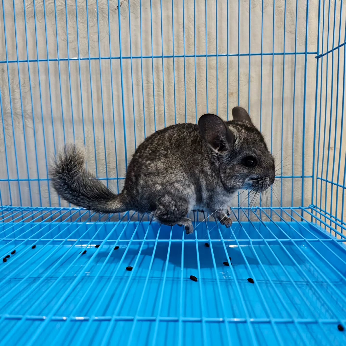 15 Reo male Chinchilla For Sale