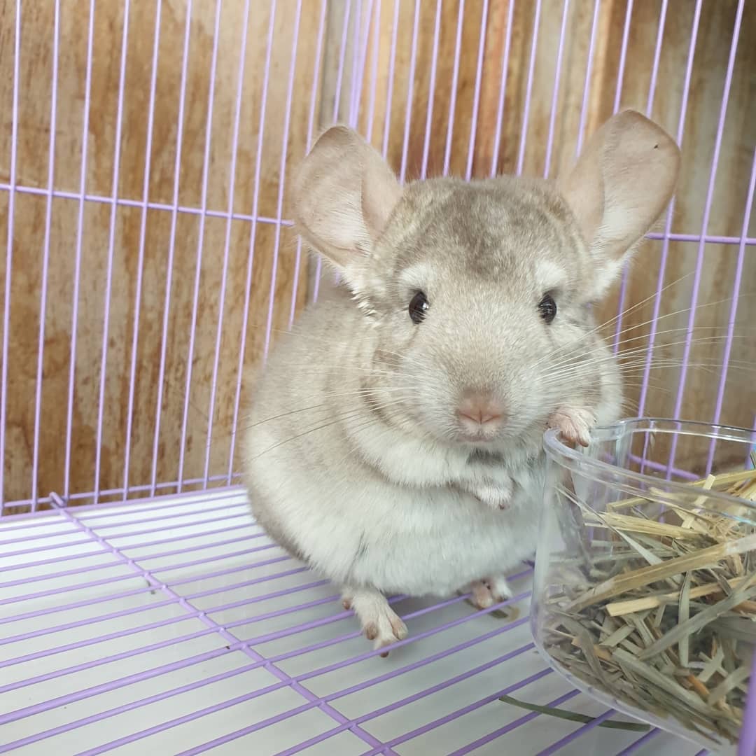 3 Ryan male Chinchilla For Sale